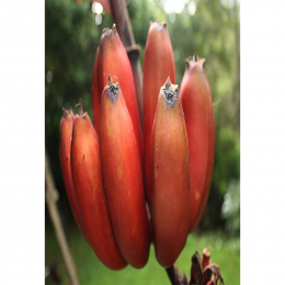 SBJEI-FRESH AGNISWAR BANANA